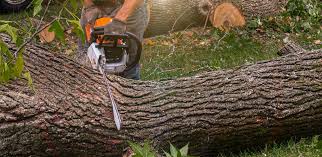 Best Tree Trimming and Pruning  in Henderson, LA