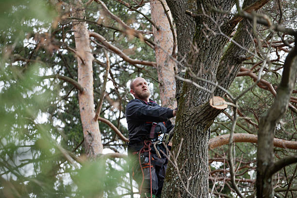 Best Tree Trimming and Pruning  in Henderson, LA